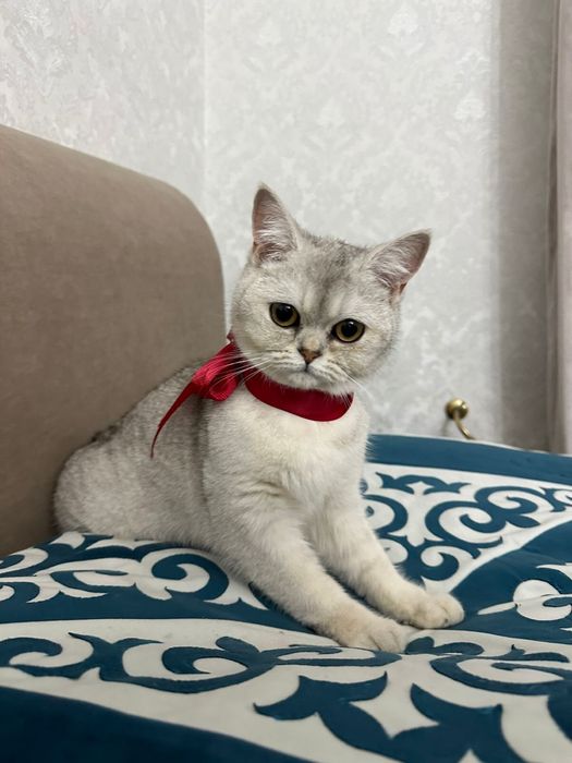 Шотландский прямоухо скоттиш страйт