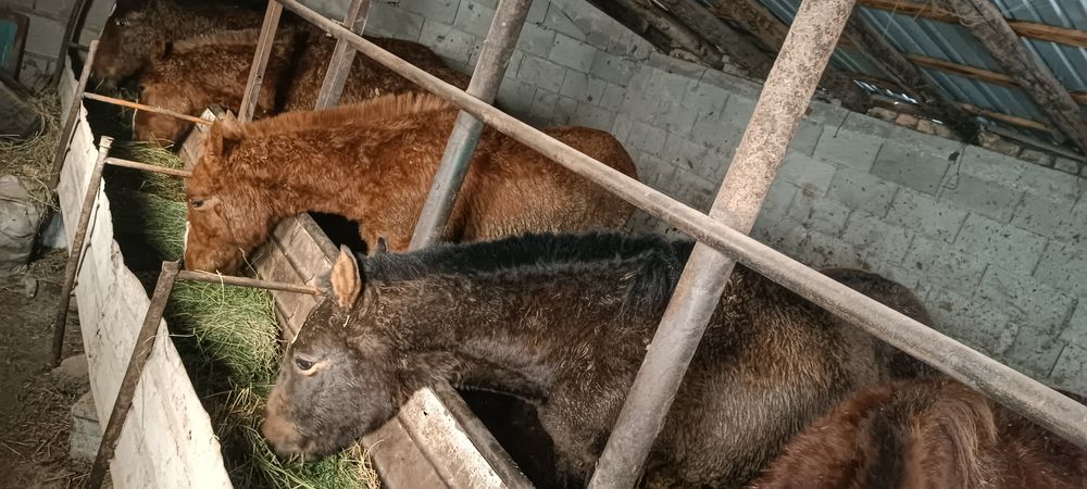 Жабағы тайлар сатылады