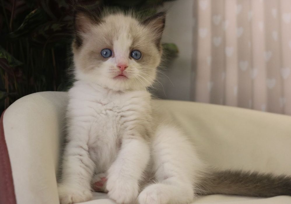 РЭГДОЛЛЫ чистокровные