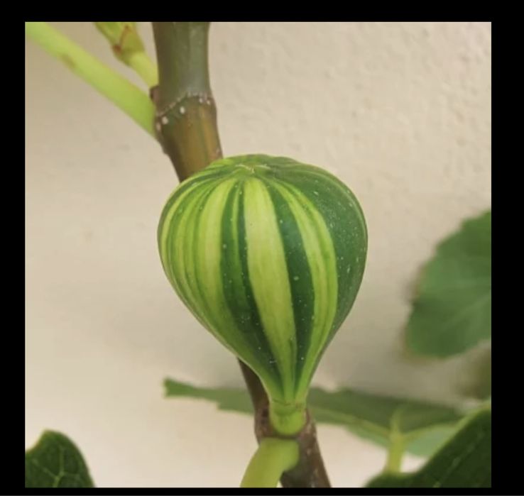 Smochin panache soi originar din franța