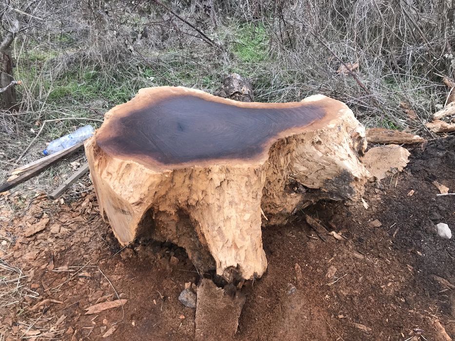 Корен от вековен орех.