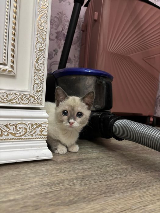Котенок в добрые руки