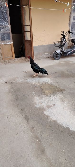 Дакан хуроз тоза кон 600