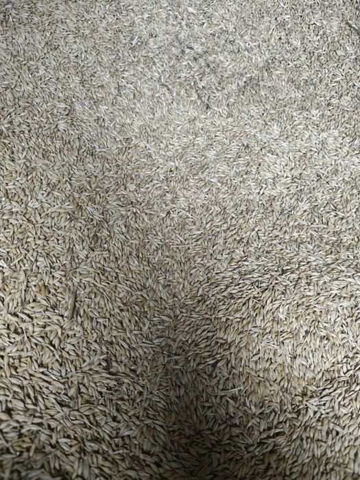 Vând orz producție 2025