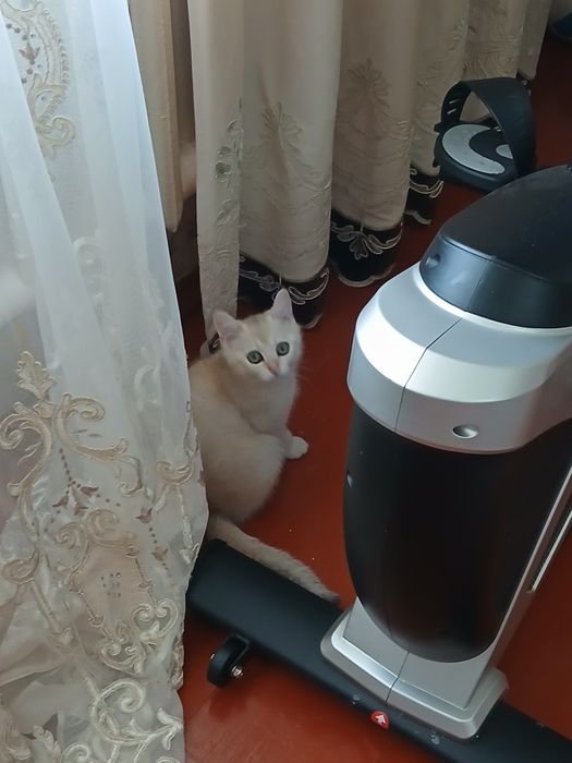 Пародистая кошка