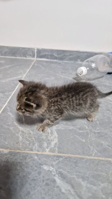 Милые котята ищут добрых людей