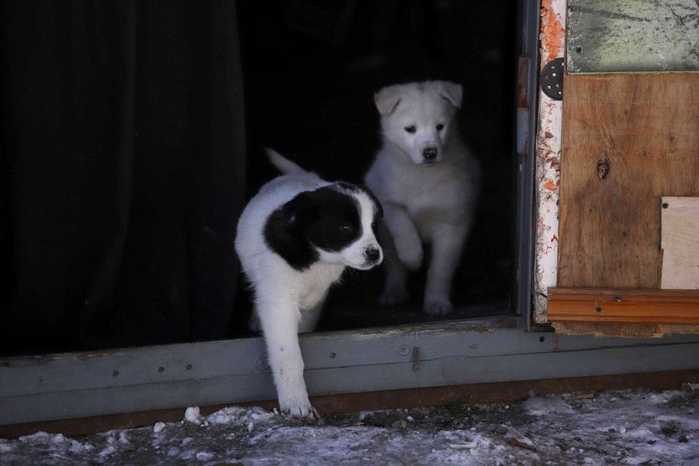 Щенок ищет дом, щенки