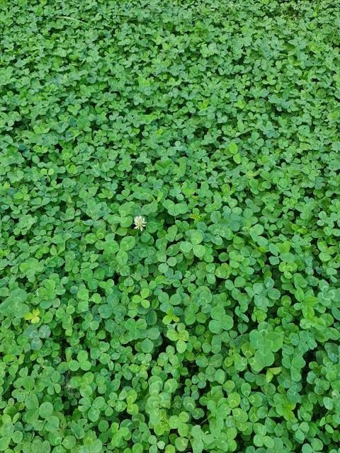 Gazon bley klevir ekish xizmati