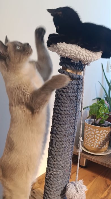 Чёрный котёнок — отдам даром в добрые руки!
Малышу 1 месяц.
Он ласковы