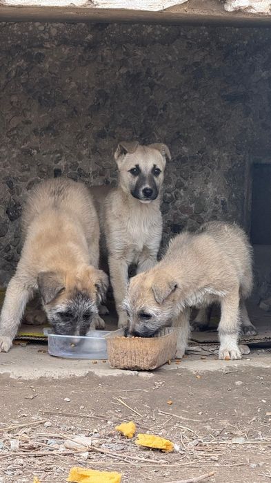 Отдам щенят в добрые руки