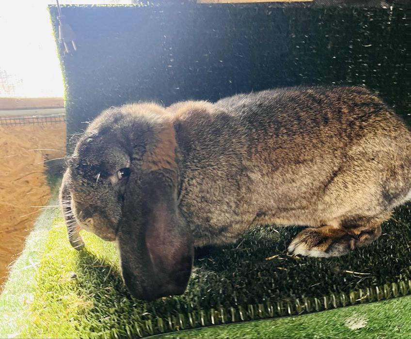 Mascul aguti din Mai 2025