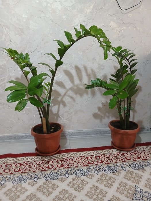 Продам растение замиокулькас