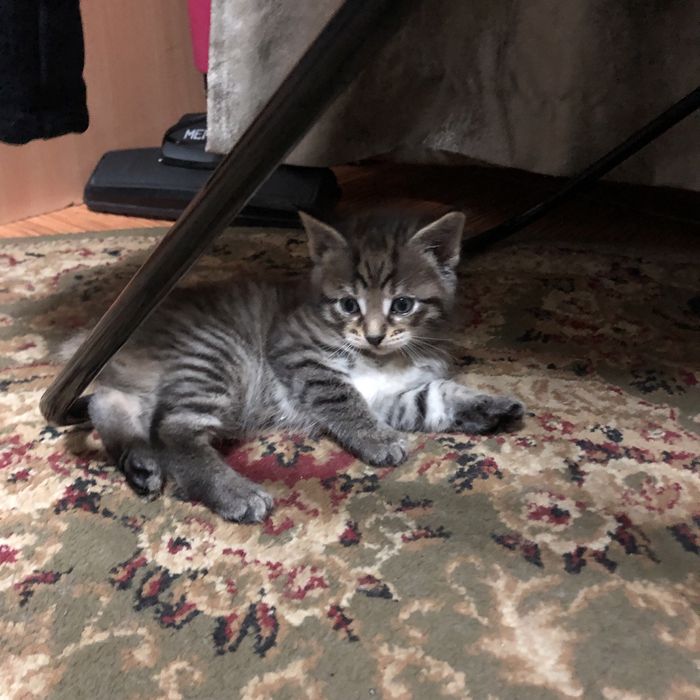 Продам котят майкуна(смесь сеамец)