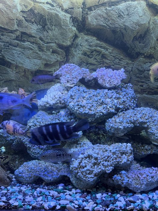 Аквариум на 420 литров .