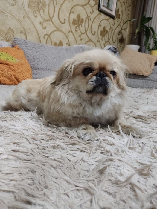 Пропала собака пекинесс