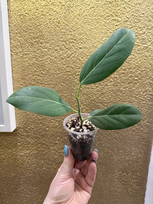 Фикус Бенгальский