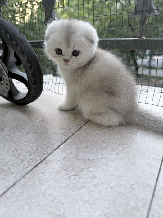 Шотланский Скоттиш Фолд! Шиншилла Серебро!