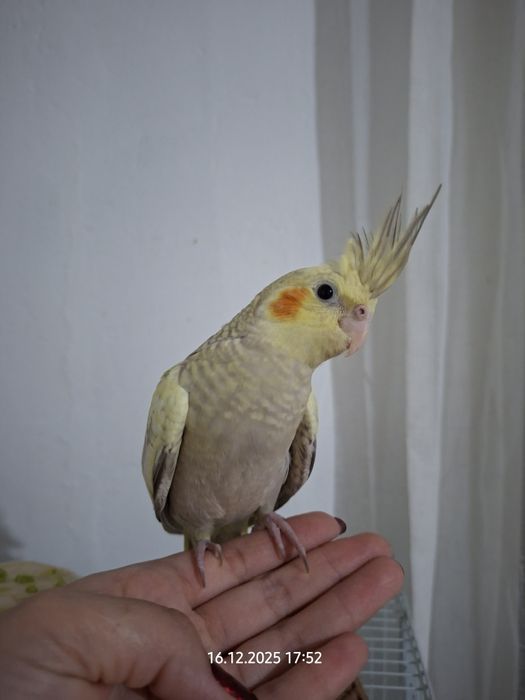 Попугай корелла, ручной попугай