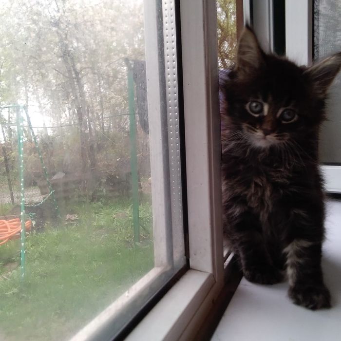 Котята мейнкун продаю