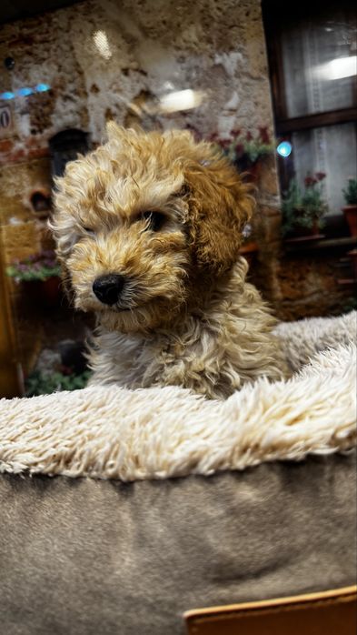 Poodle toy de vanzare