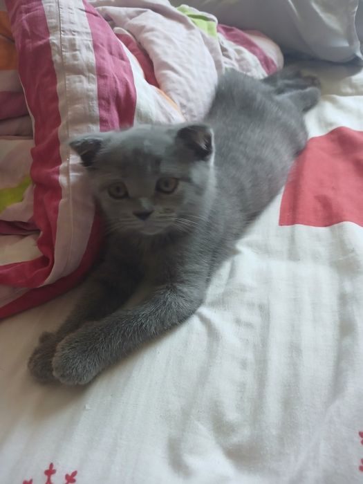 Британски котки 3 броя