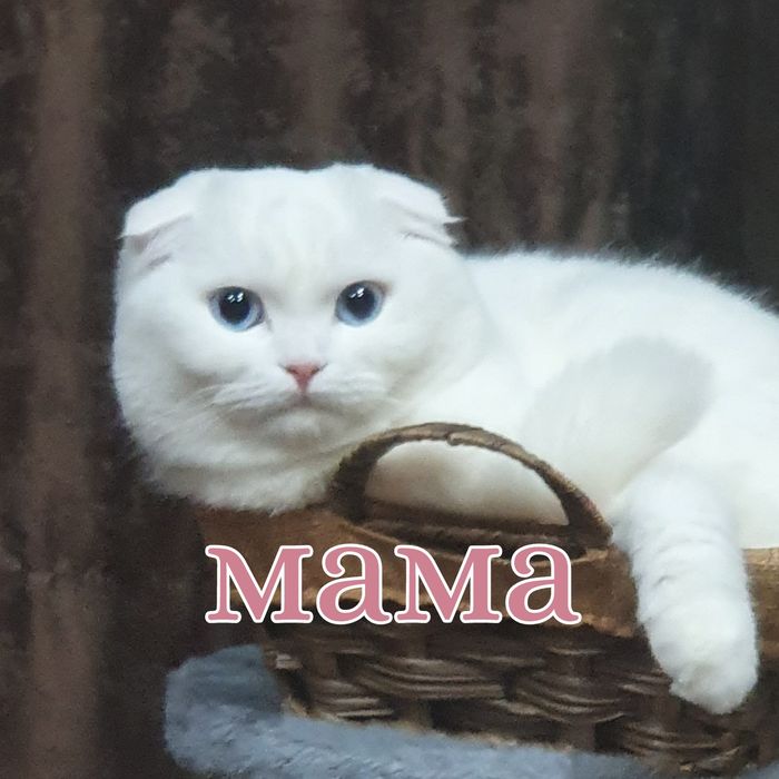 Продается белая скоттиш фолд с голубыми глазками