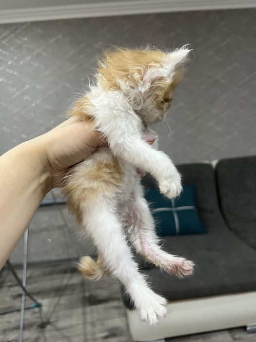 Отдадим котят в добрые руки