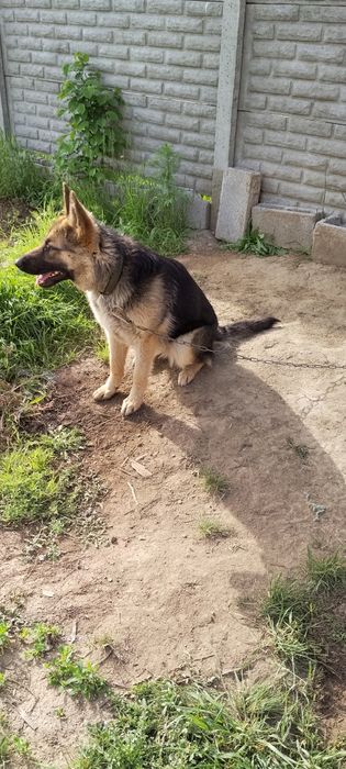 Продам немецкую авчарку