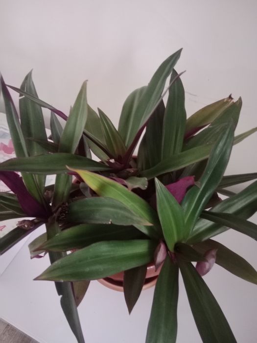 Продам цветы.Цены от 500 и выше.