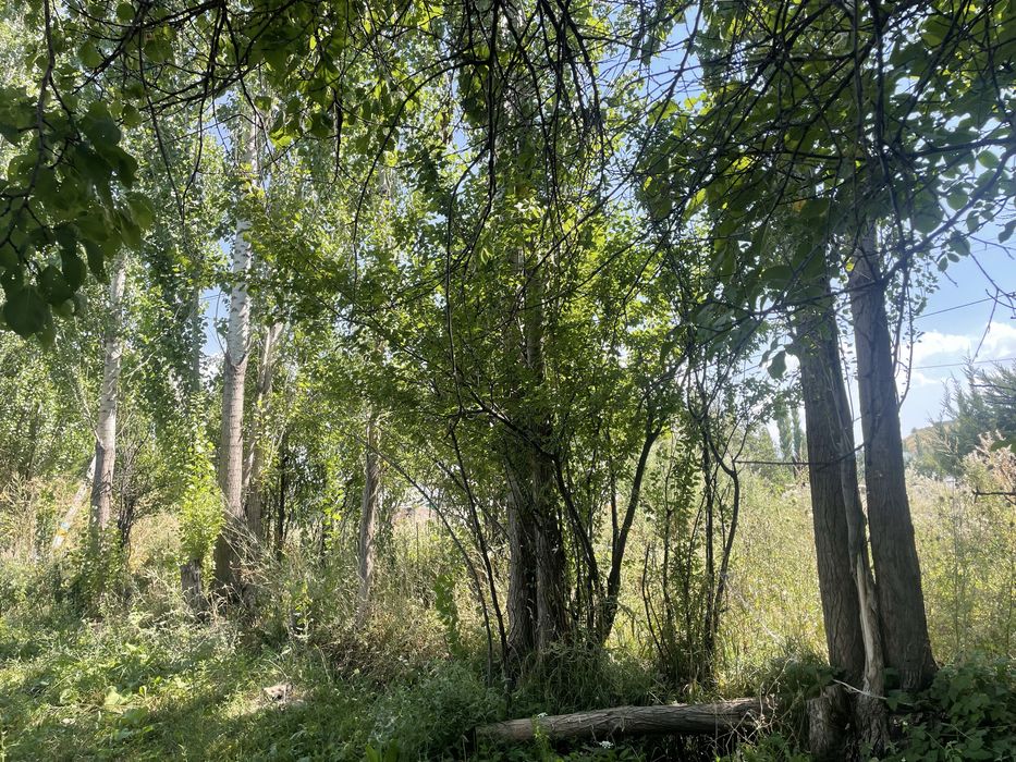 Терек, Тополи, самовывоз