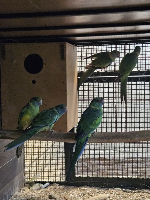 Продаются  розеллы бернарда