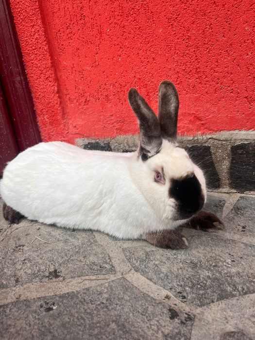 femelă californian!