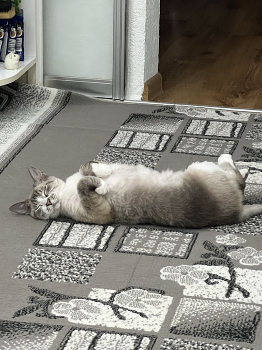 Кошка стирлизованая