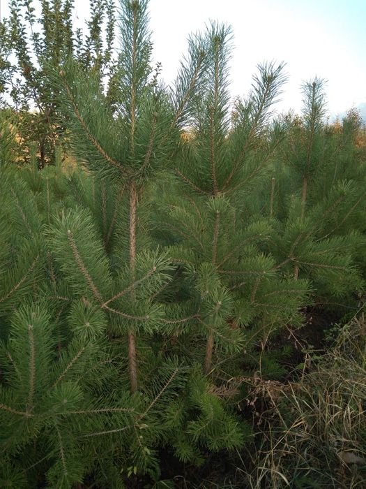 Продам сосны от двух до трёх метров