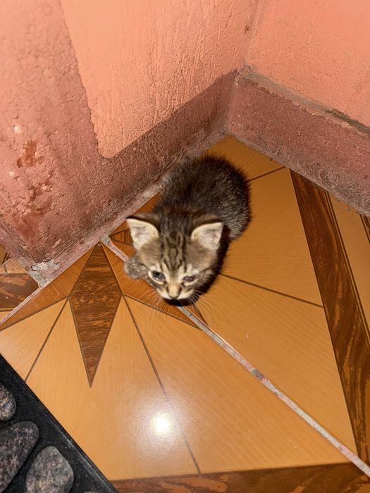 Pisicuta spre adoptie