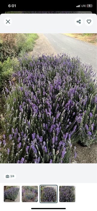 Lavanda urugi bor fransuskiy