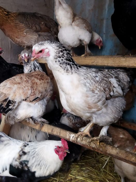 Продам куры домашние