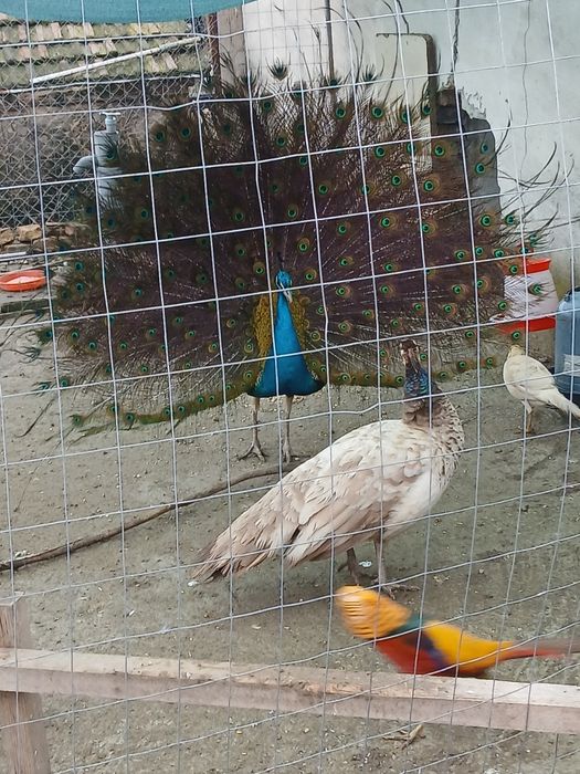 Pereche păuni maturi