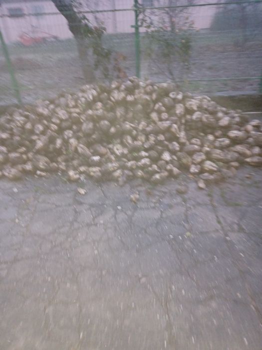 Cartofi animale  animale