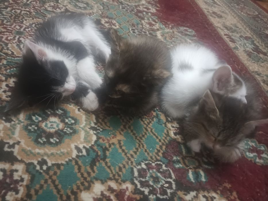 Отдам котят в хорошие руки