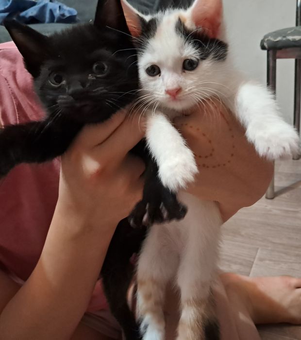 Котята отдам в хорошие руки.