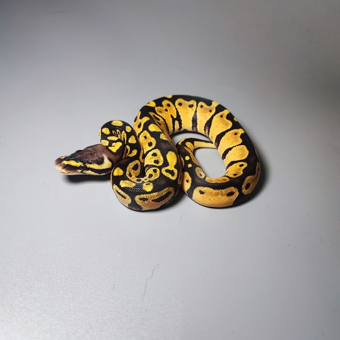 Королевский питон