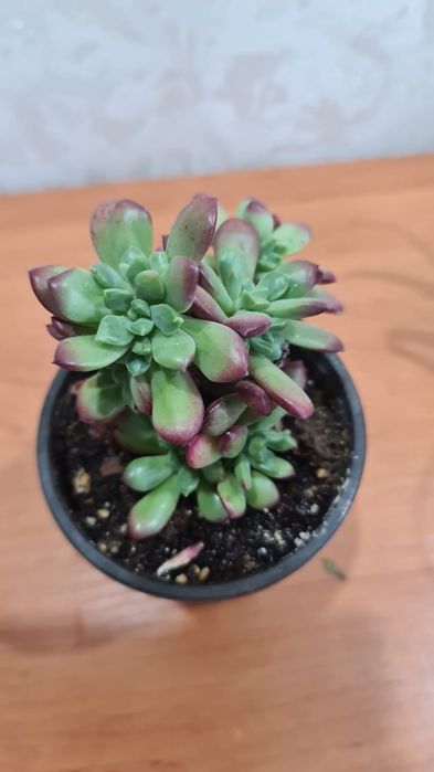 Продам  цветочки