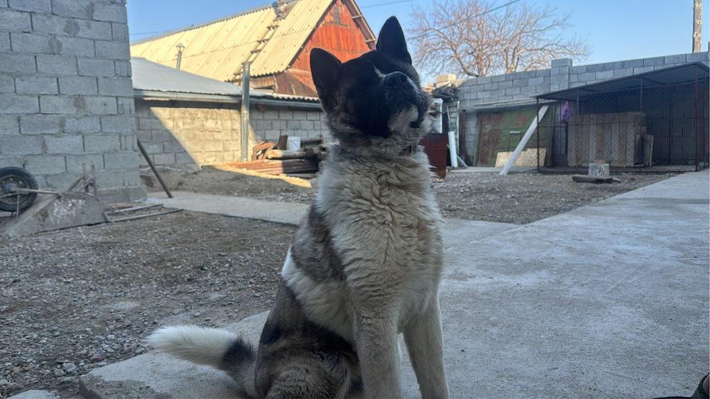 Американская акита