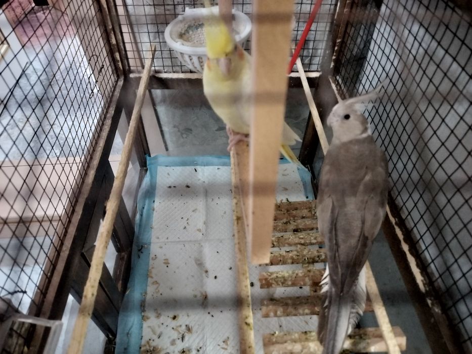 Продам двух корелл с клеткой