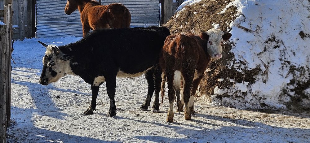 Продам две коровы