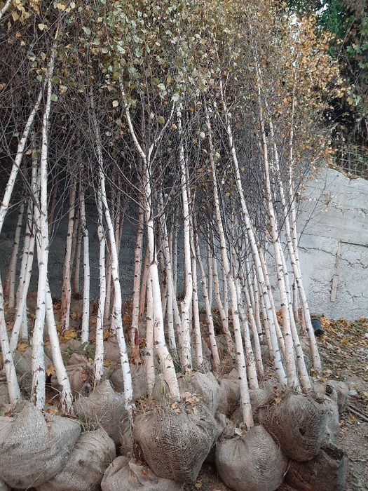 Vând copaci ornamentali Tei,fag,stejar,mesteacan,paltin,Frasin etc