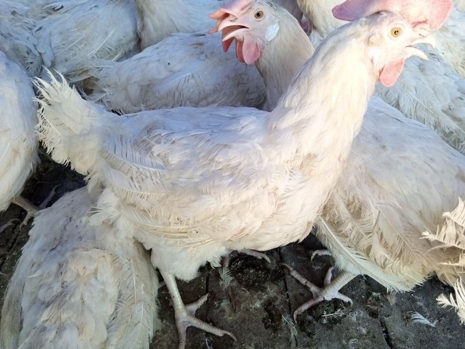 Продам. Куры несушки