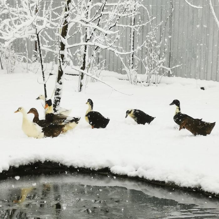 . Ouă pentru consum de găină și rață – naturale, crescute liber