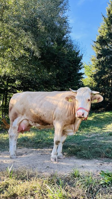 Vaca de vanzare l!